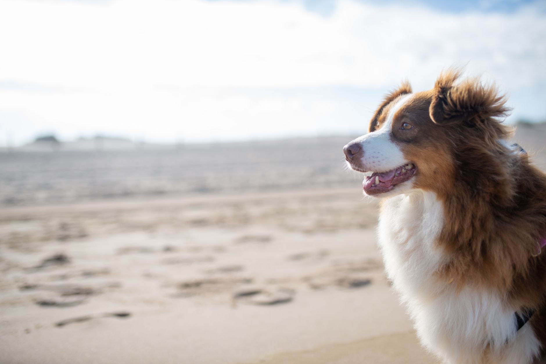 Australian Shepherd Training Guide: A Realistic 8-Week Plan
