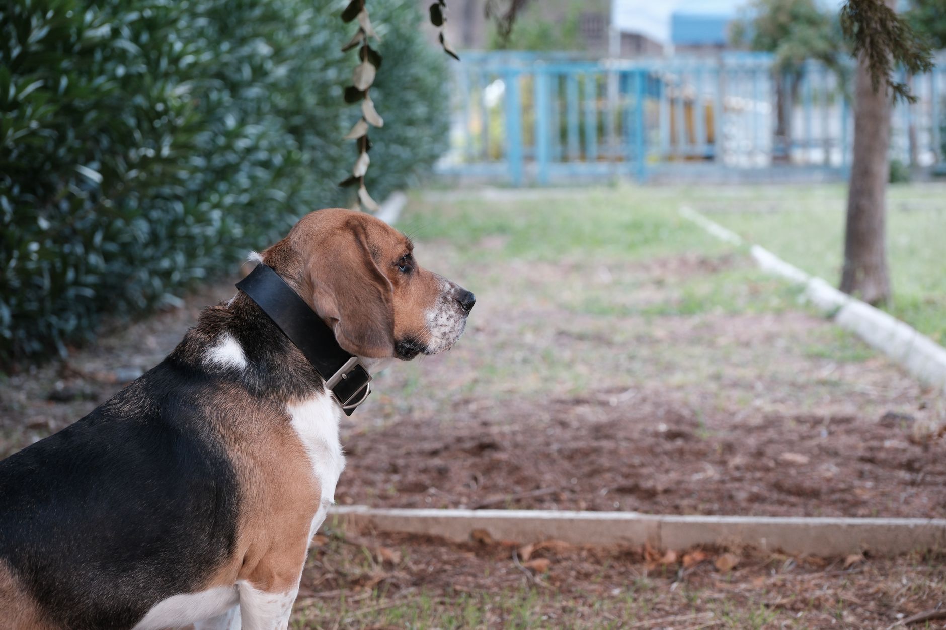 Beagle Training Guide: A Realistic 8-Week Plan