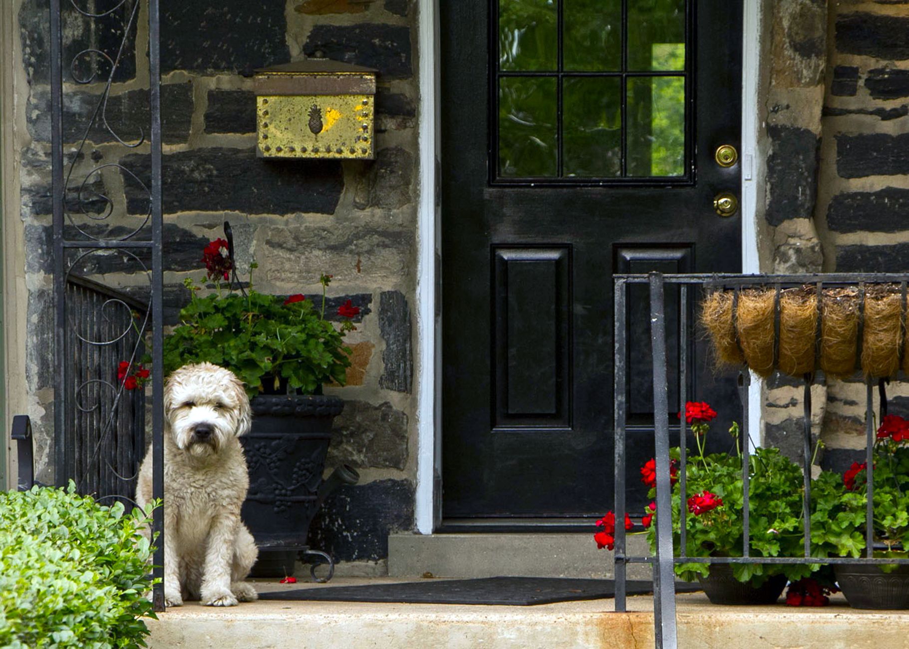 Cocker Spaniel Separation Anxiety: Why It Happens and What Actually Works