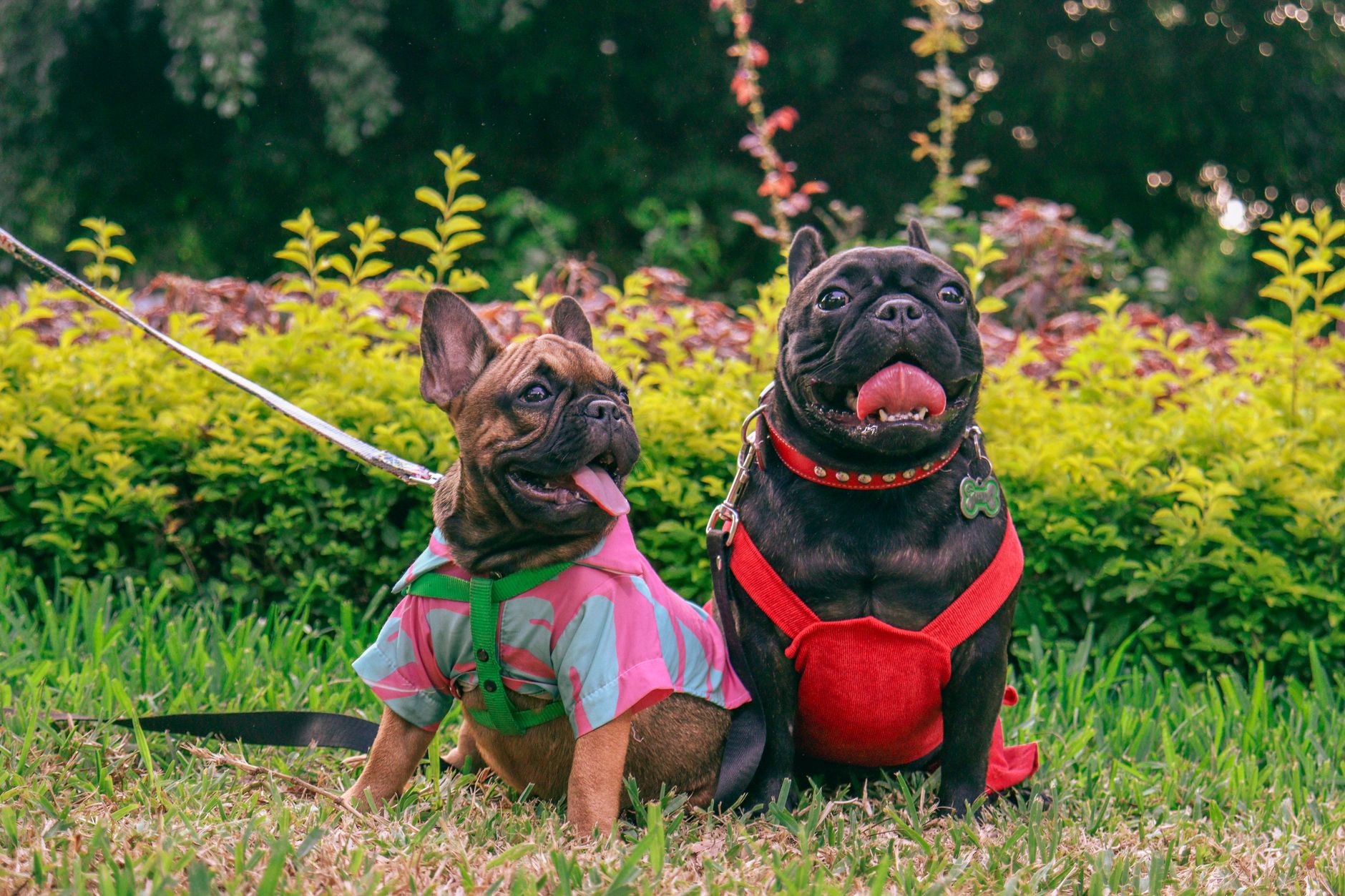French Bulldog Training Guide: A Realistic 8-Week Plan