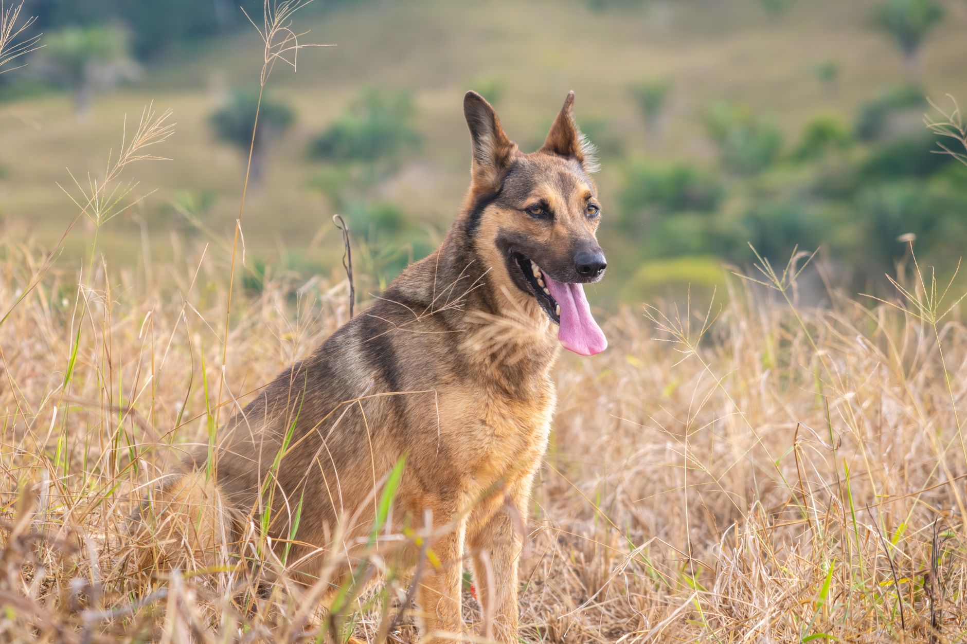 German Shepherd Training Guide: A Realistic 8-Week Plan