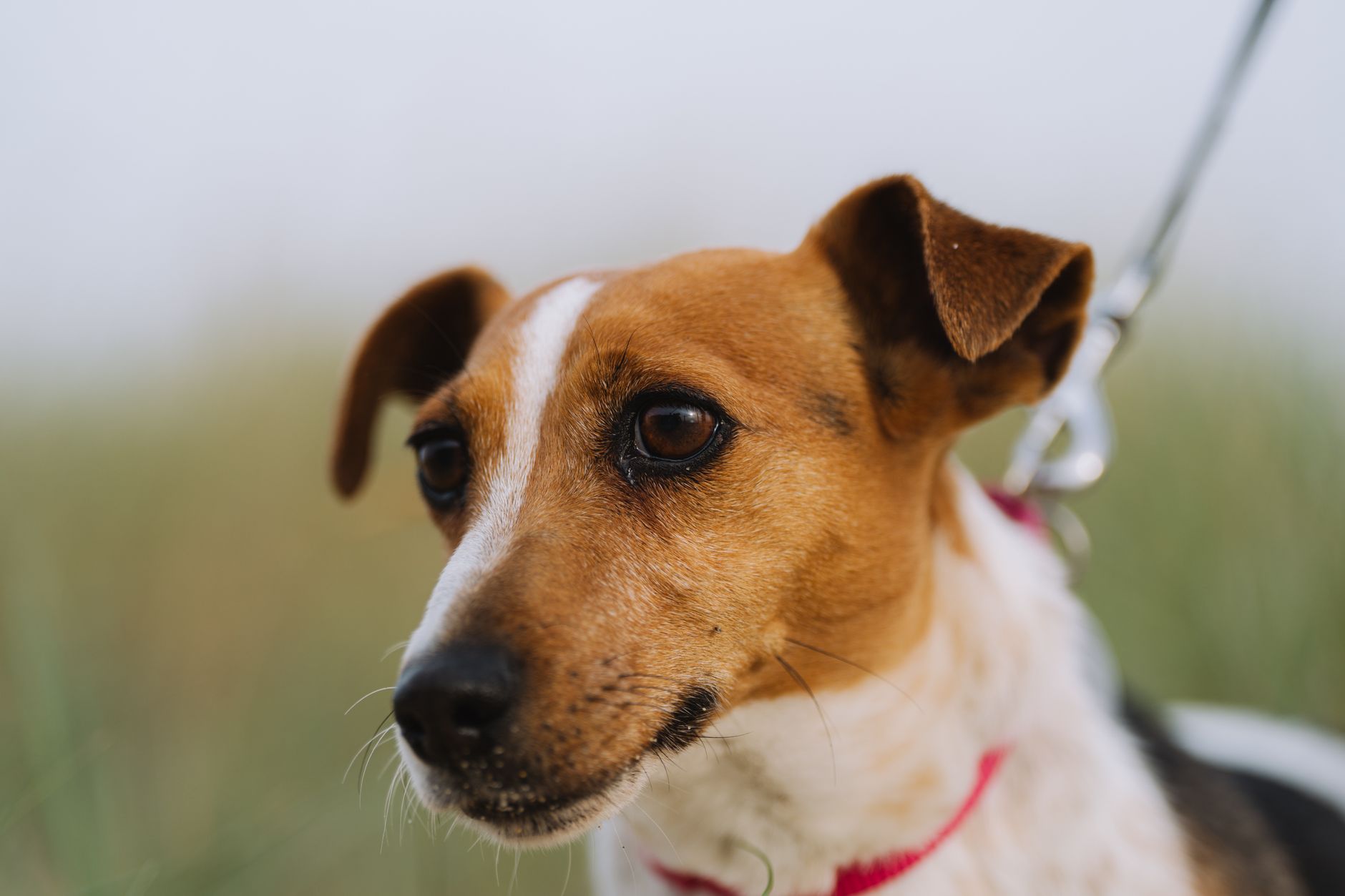 Help — My Jack Russell Terrier Still Isn't Toilet Trained!