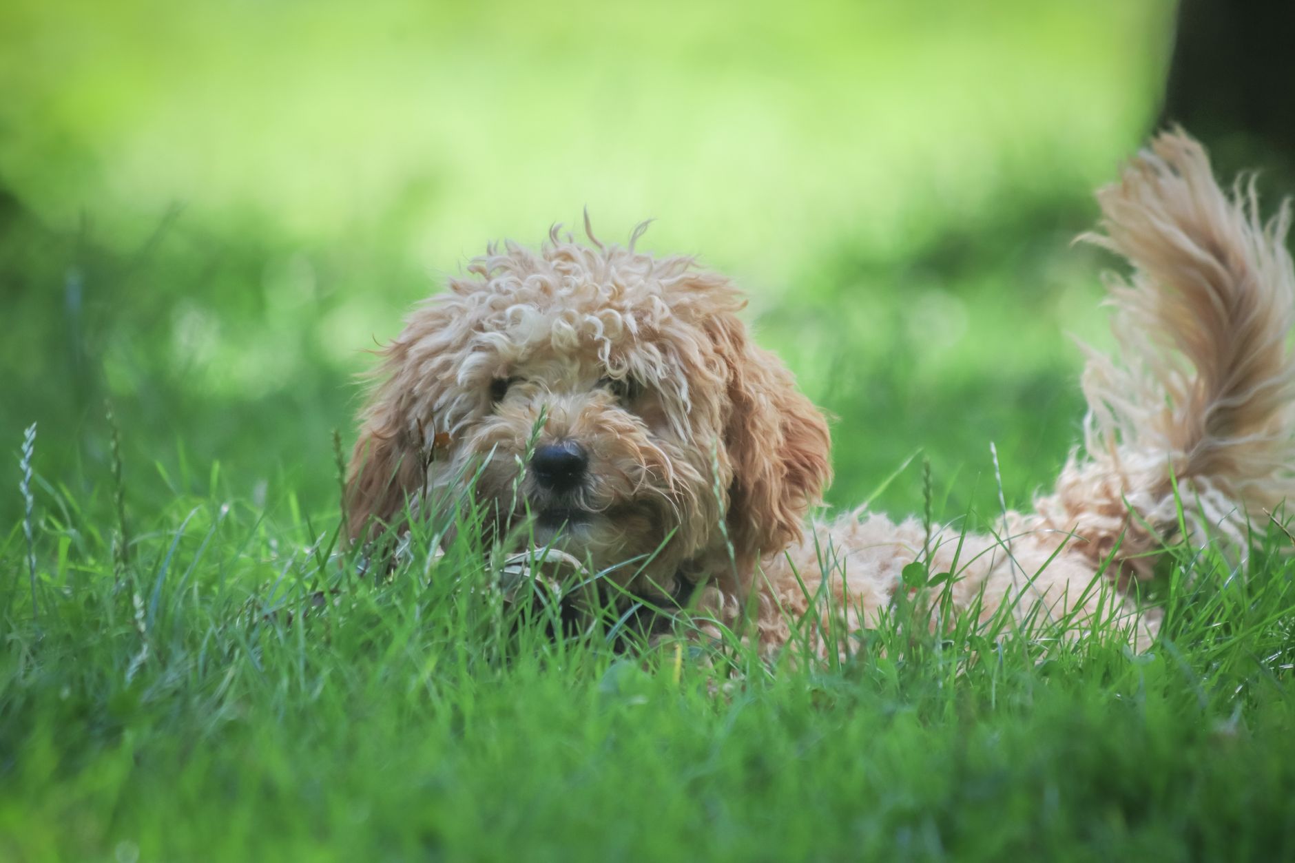 How to Stop a Groodle Chewing Everything (Step-by-Step)