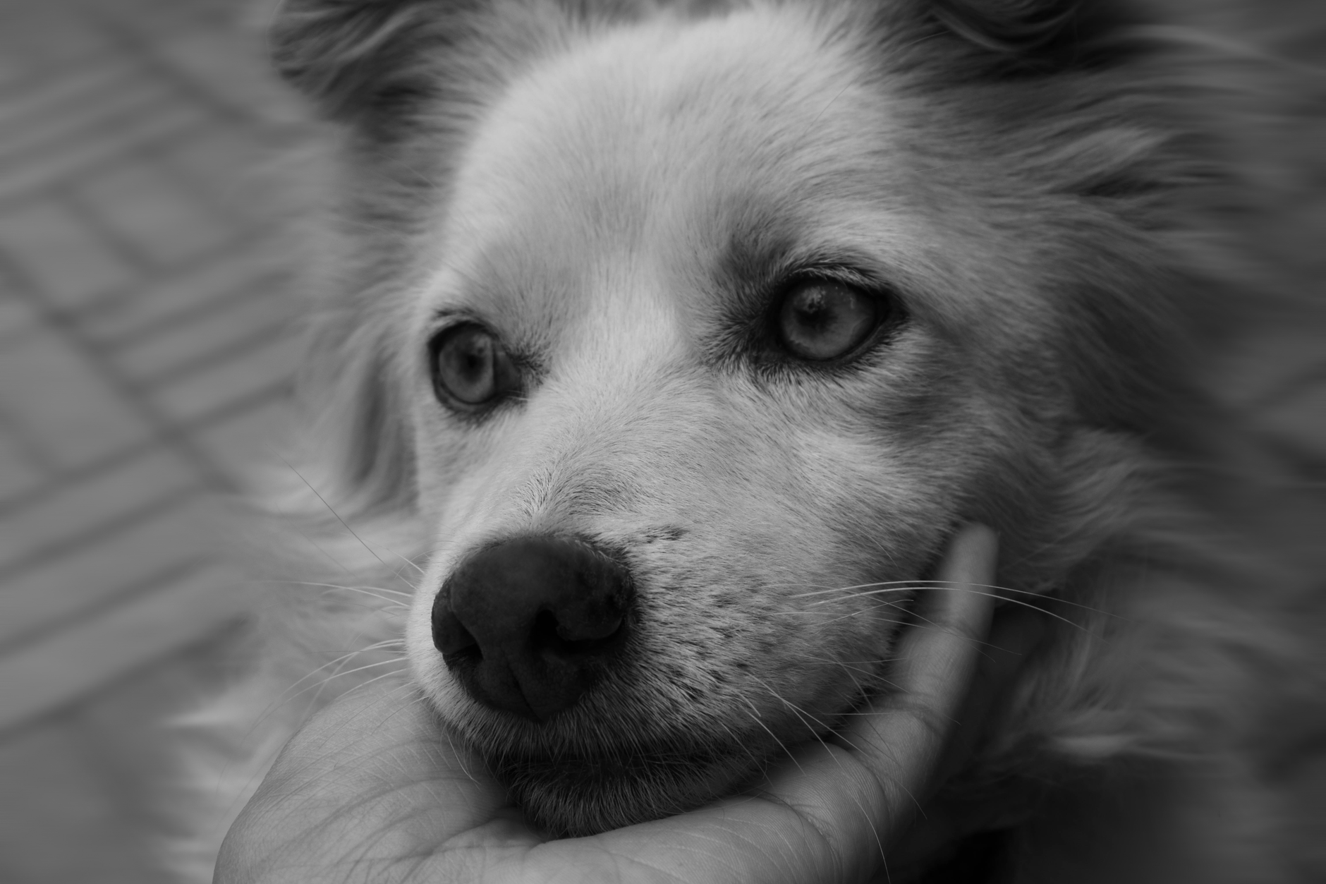 How to Stop a Jack Russell Terrier Biting and Mouthing (Step-by-Step)