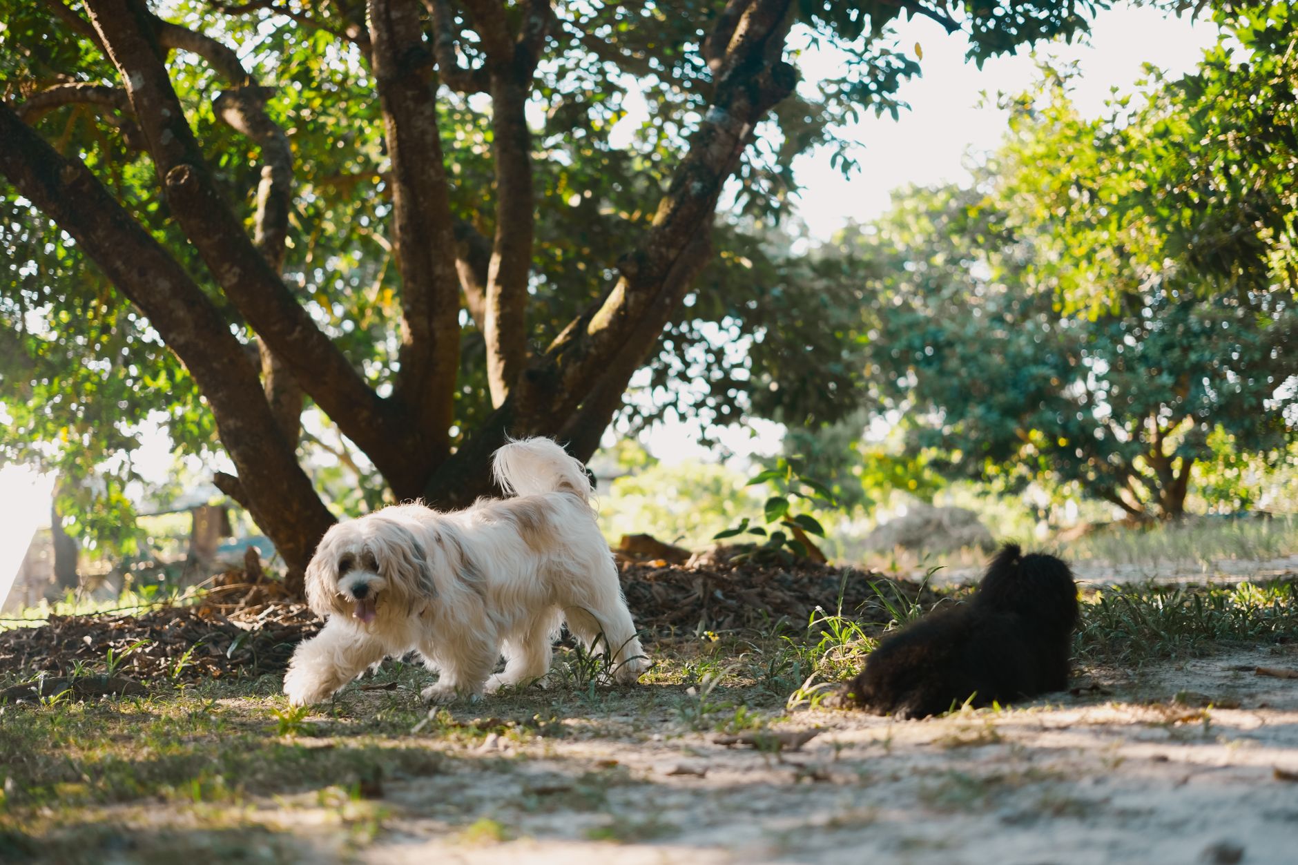 How to Stop a Jack Russell Terrier Digging Up the Yard (Step-by-Step)