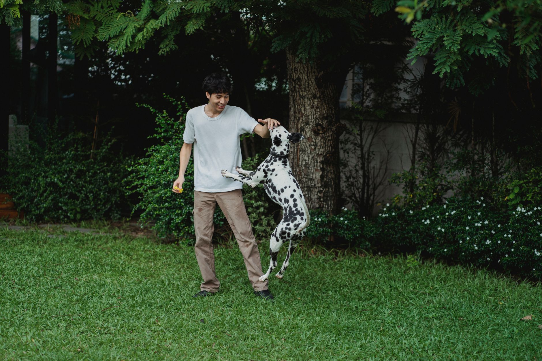How to Stop a Jack Russell Terrier Jumping Up on People (Step-by-Step)