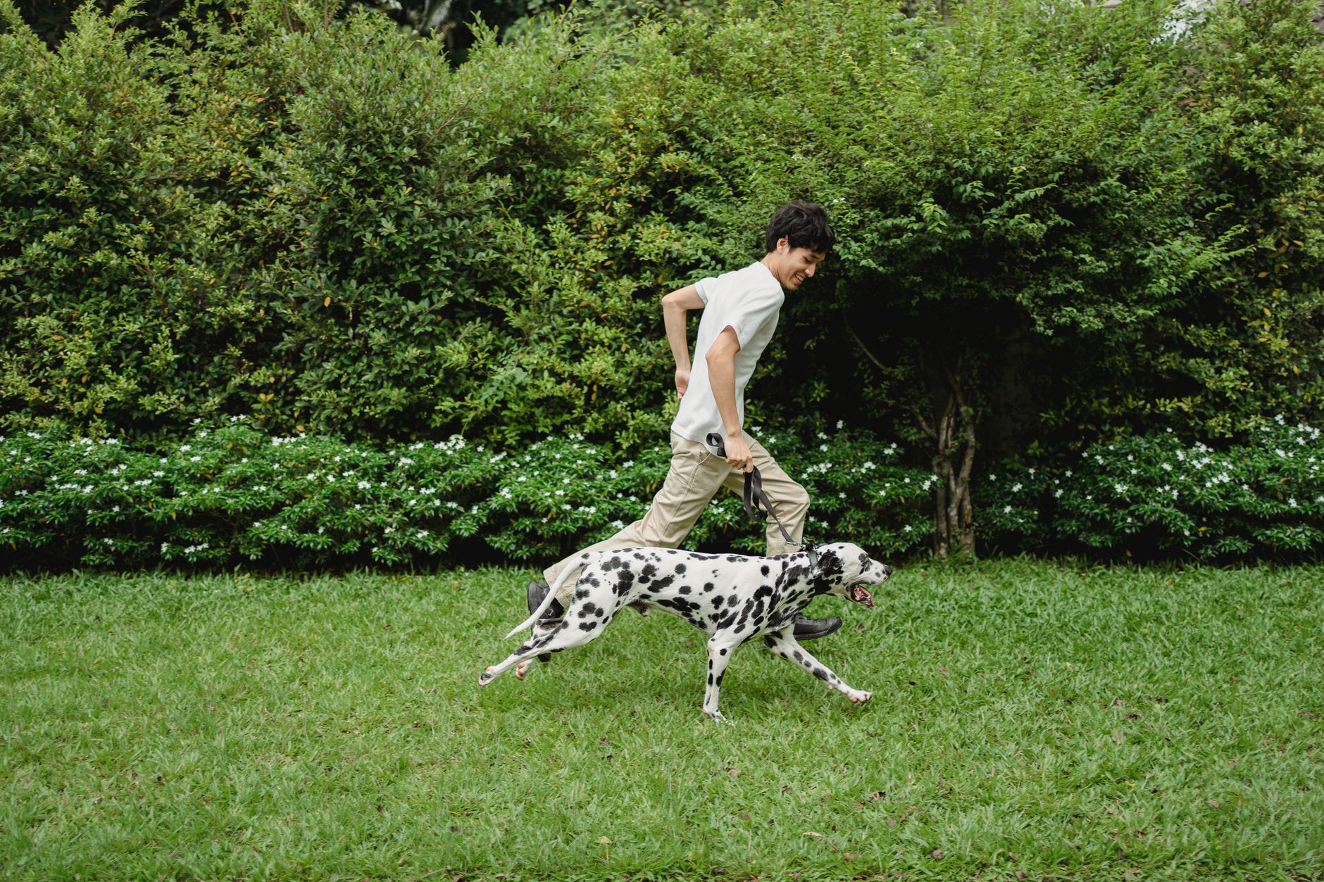 Jack Russell Terrier Not Coming When Called? A Step-by-Step Recall Fix