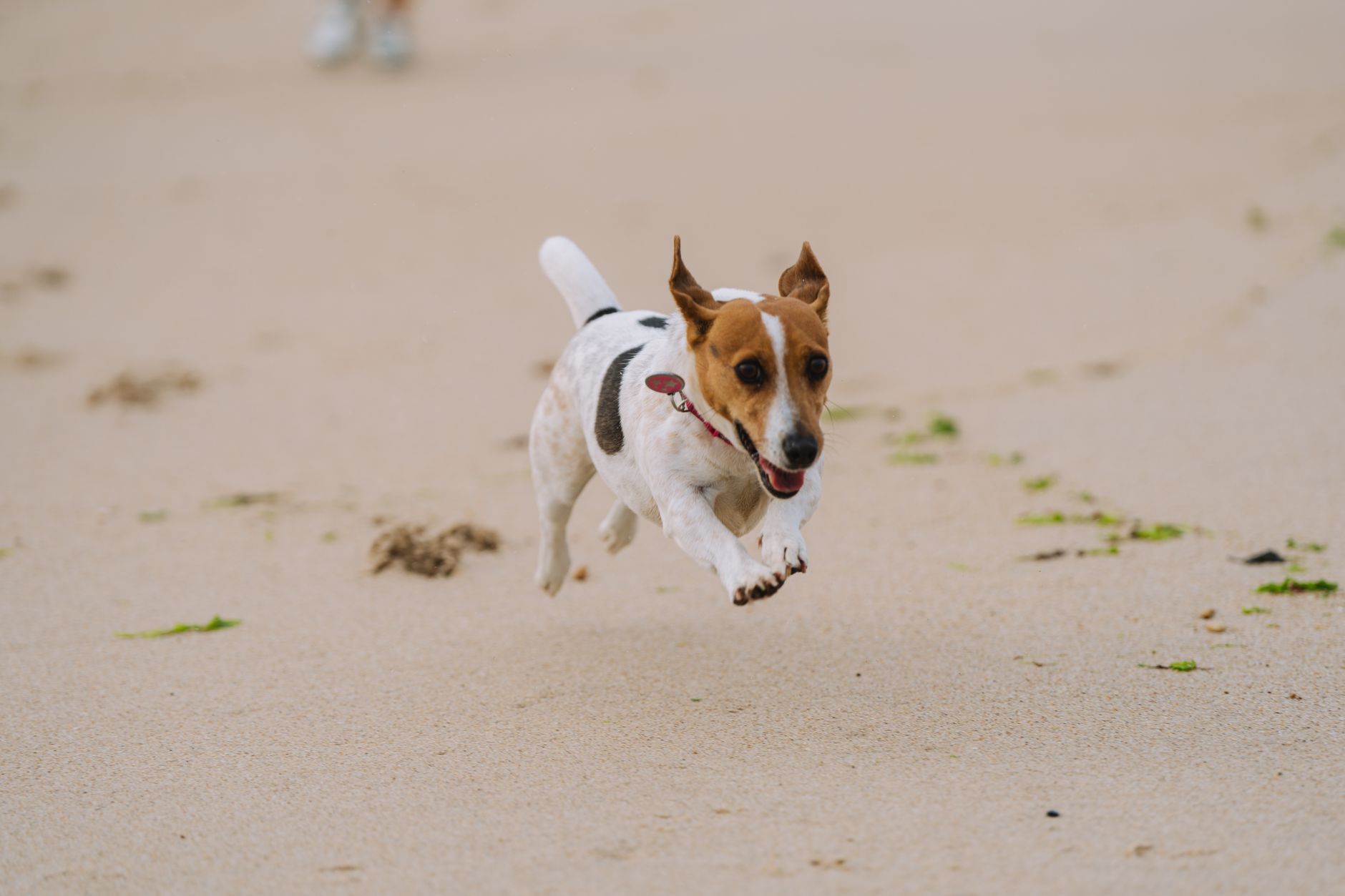 Jack Russell Terrier Training Guide: A Realistic 8-Week Plan