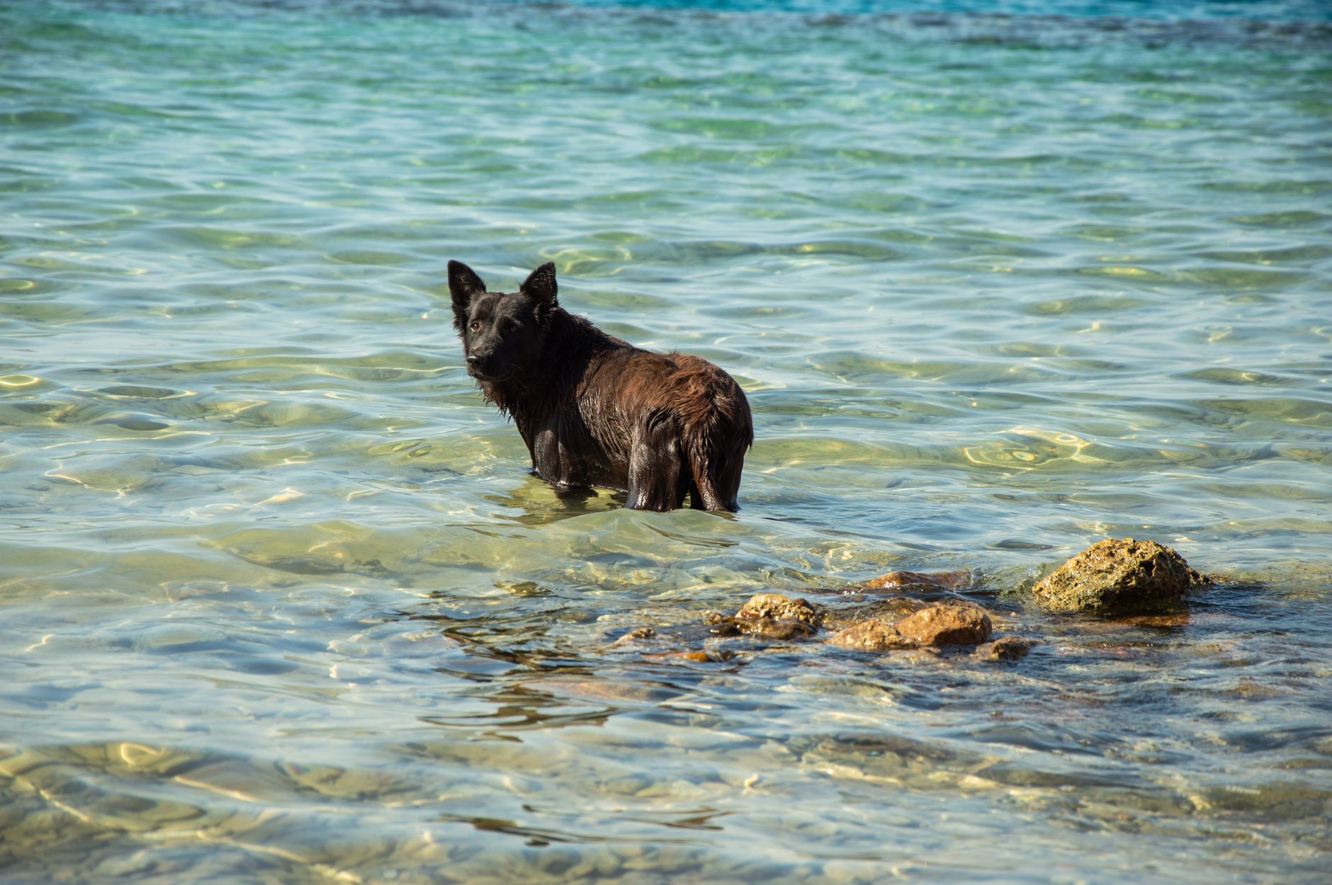 Kelpie Training Guide: A Realistic 8-Week Plan