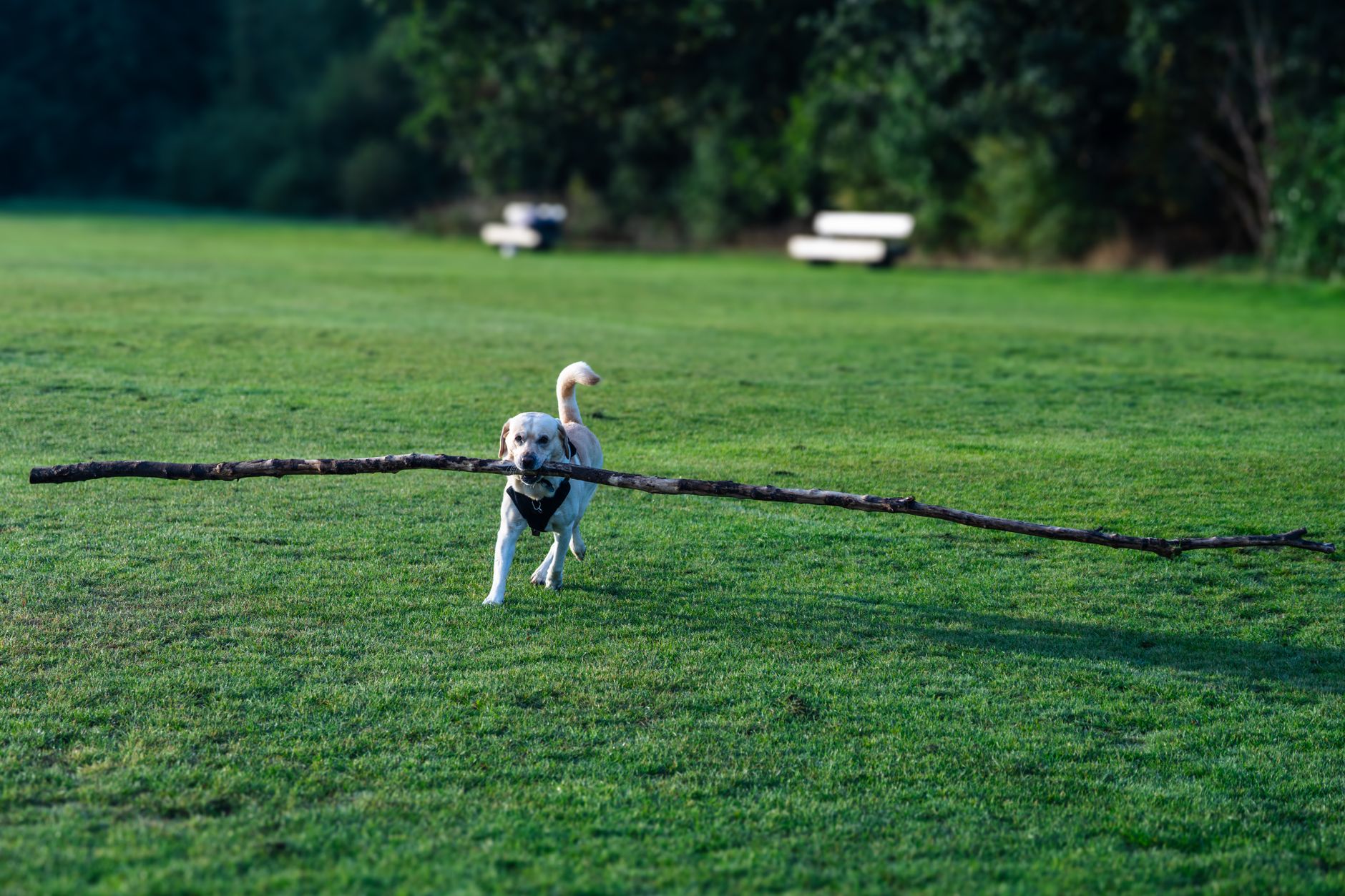 Labrador Retriever Training Guide: A Realistic 8-Week Plan