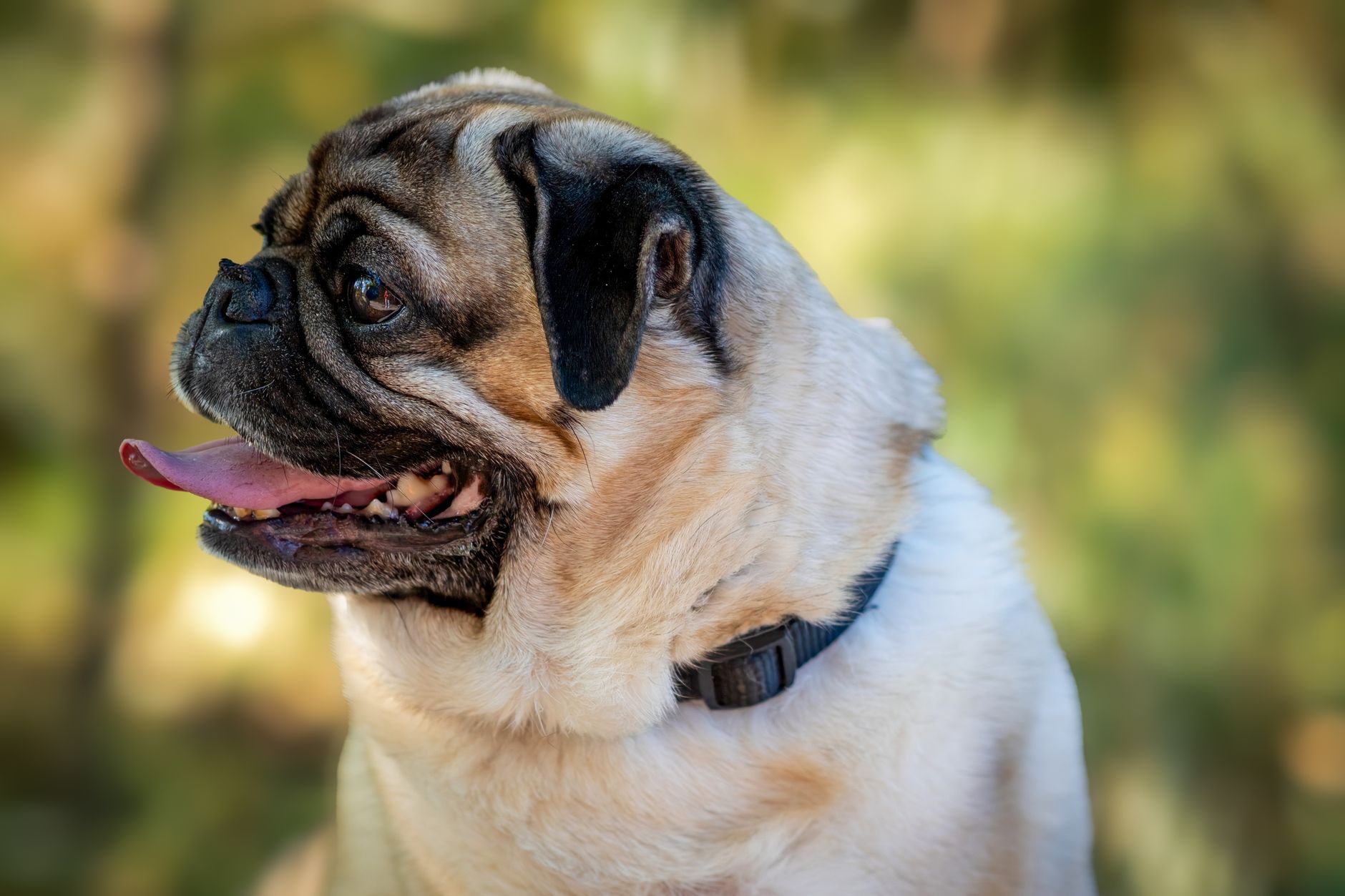 Pug Training Guide: A Realistic 8-Week Plan