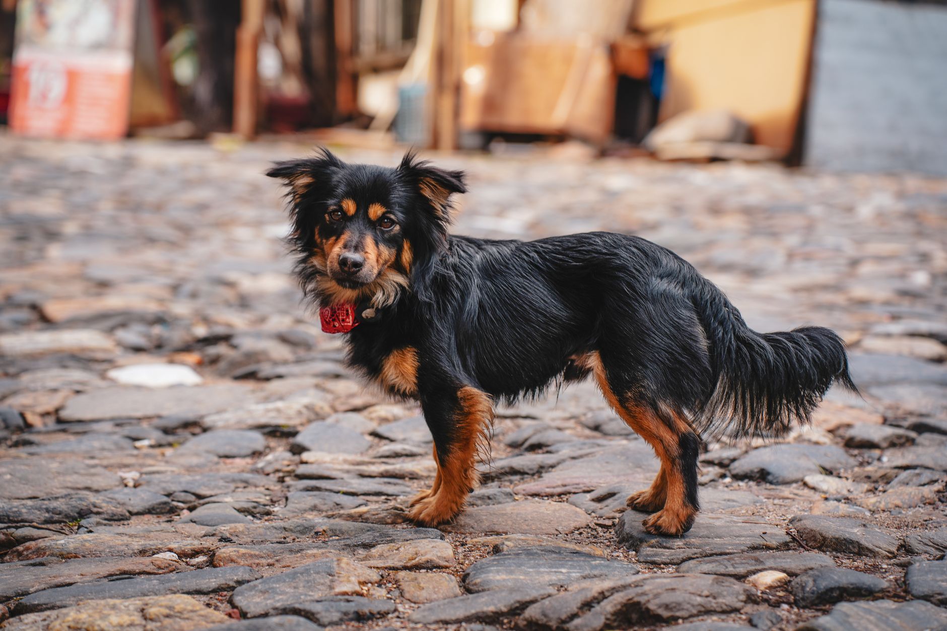 Rottweiler Training Guide: A Realistic 8-Week Plan