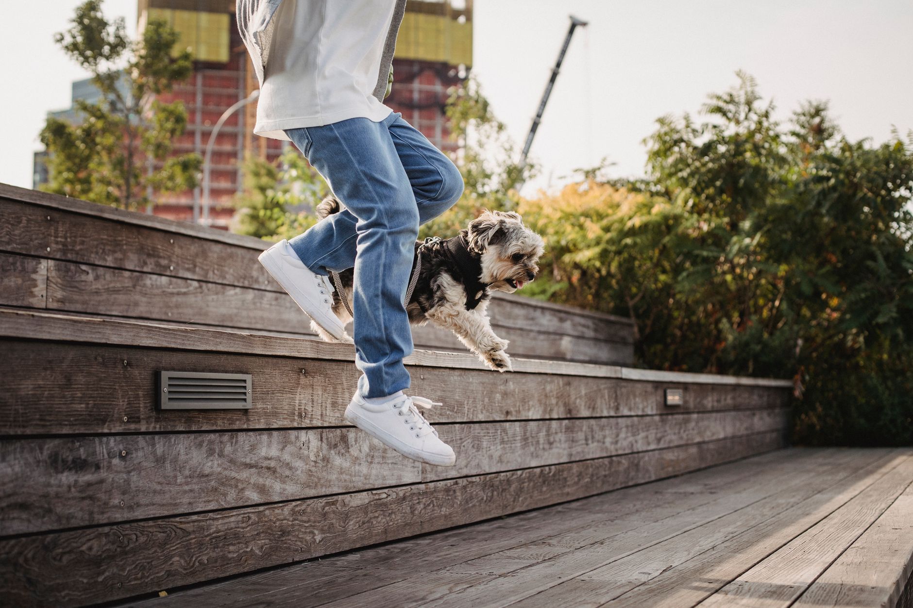 Stop Your Cocker Spaniel Jumping Up on People — the Calm, Force-Free Way