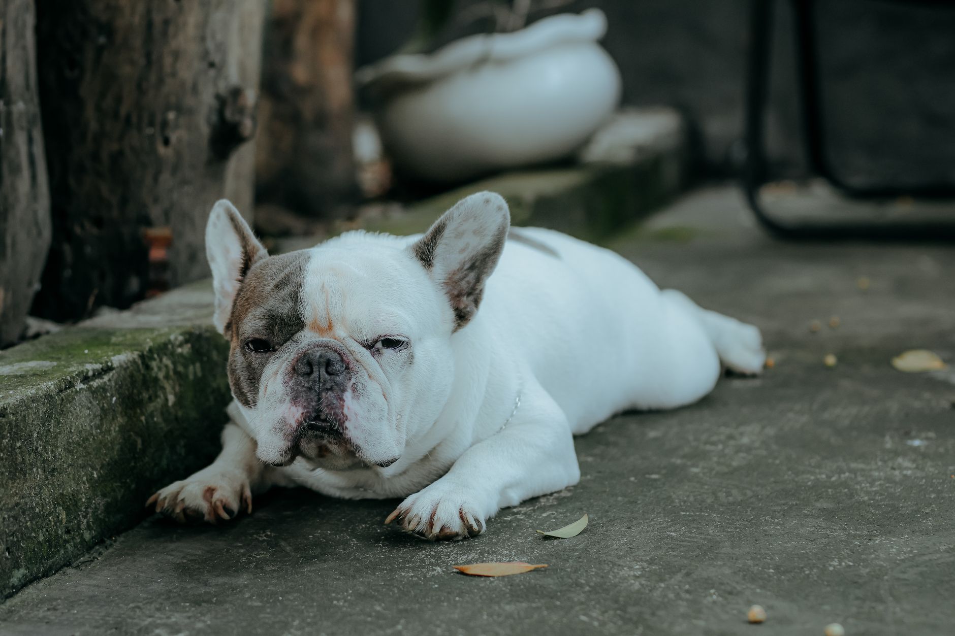 Stop Your Jack Russell Terrier Guarding Food and Toys — the Calm, Force-Free Way